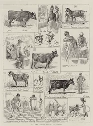 Auf der Milchviehschau, Islington